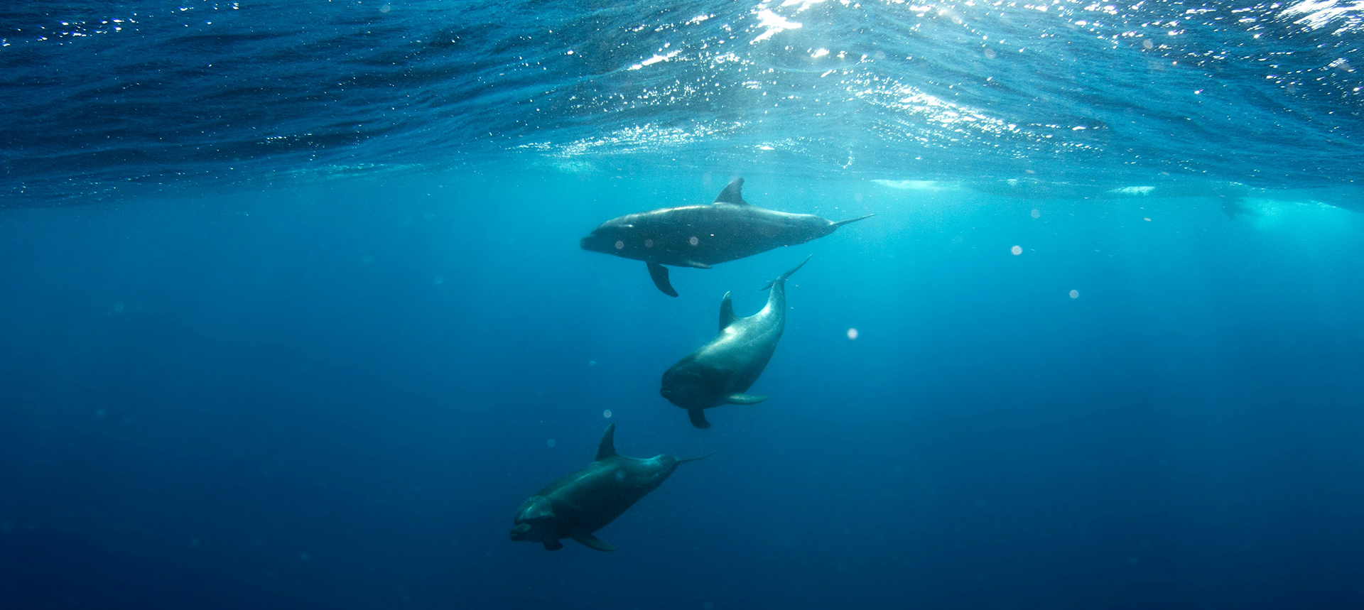 Eine Gruppe von 3 Delphinen schwimmen durch kristallklares Meerwasser