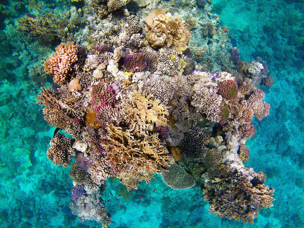 Ausgebleichte und bereits abgestorbene Korallen